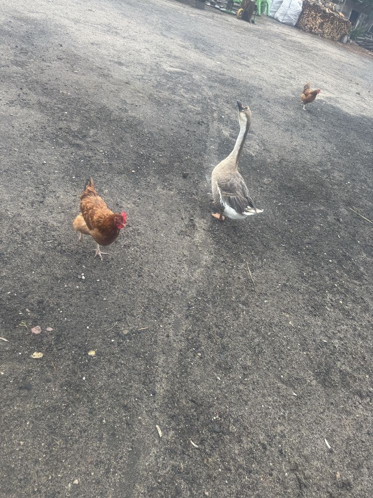 Sprzedam gąski i parkę dorosłych