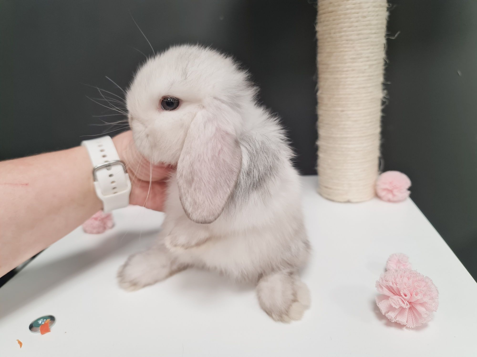 Mini lop, królik króliczek miniaturka legalna hodowla