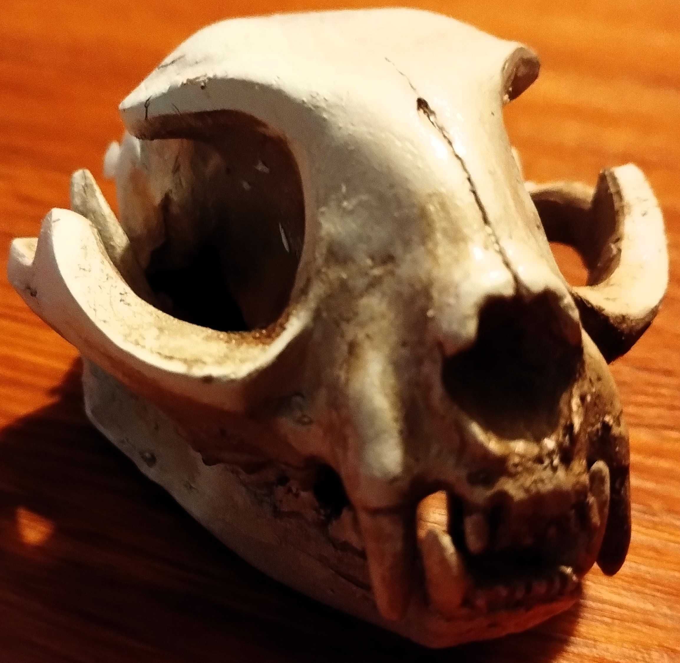 Caveira Gato Cranio Skull Cerâmica