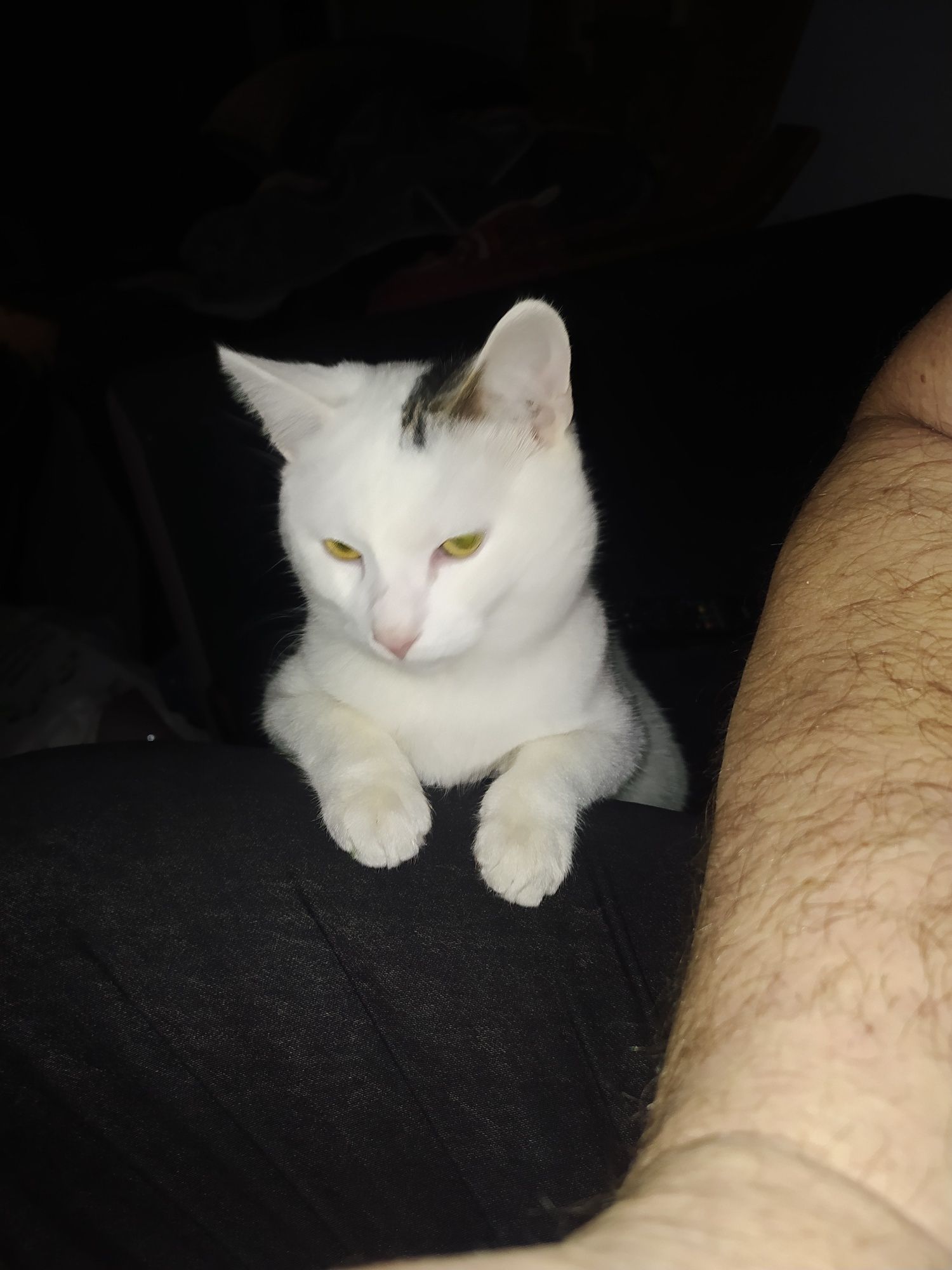 Kotek do oddania