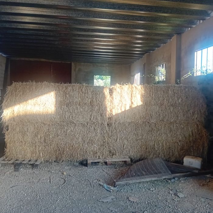 Fardos de aveia campanha de 2024