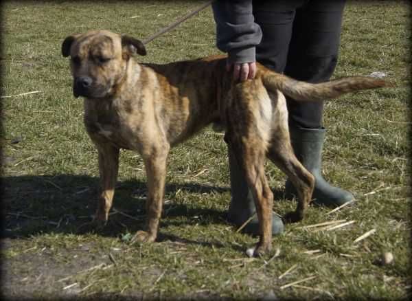 Pręgusek - wesoły duży psiak poleca się do adopcji