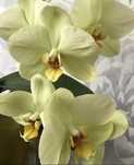 Орхідея Phal.Lemon Lime