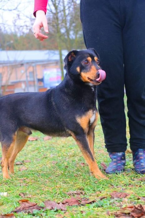 Miał tylko 10 miesięcy, kiedy do nas trafił. Teraz to już dorosły pies