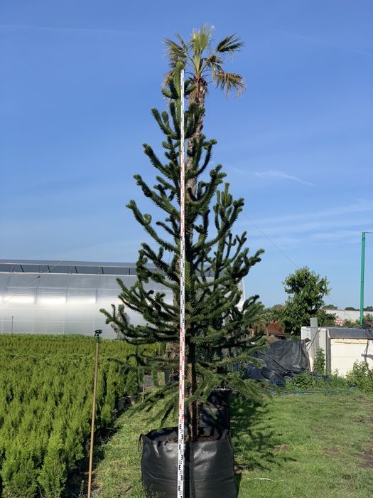 Araucaria araucana Małpie drzewo Araukaria