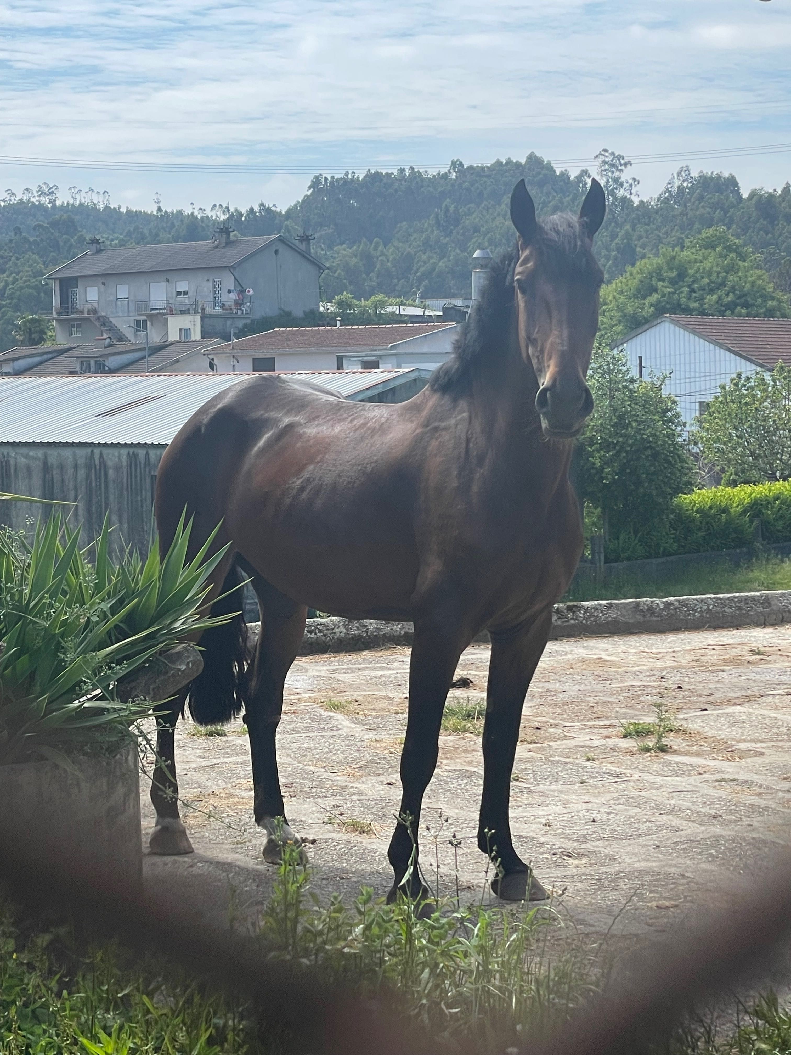Égua alemã 6 anos
