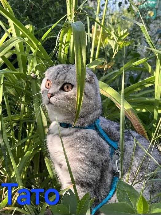 Шотландські кошенята скоттіш фолд, срібний таббі.