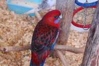 Розелла попугай яркие красивые попугайчики в семью