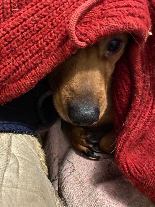 Рыжий такса бесплатно в добрые руки