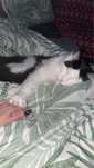MAIN COON krowka