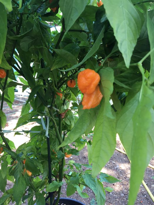 Sementes de carolina reaper laranja