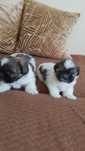 Shih TZU śliczny piesek