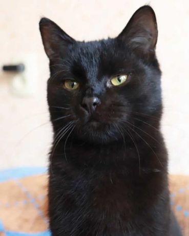 Чорний котик (кошеня)