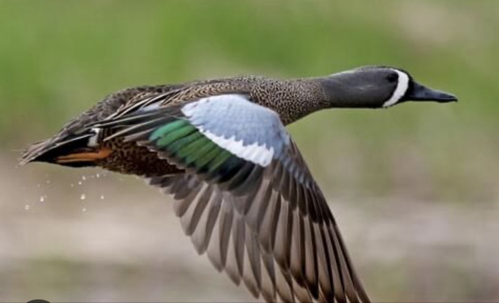 Patos exoticos casais