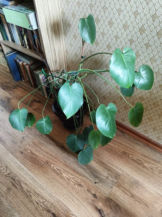 Монстера кімнатна