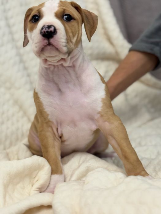 Продам щенят питбультерьер!Одесса!