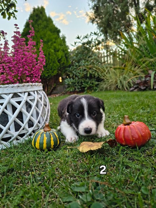 Piesek Border Collie