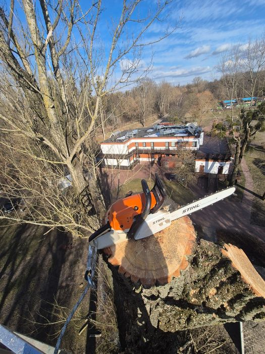 Wycinka i przycinanie drzew