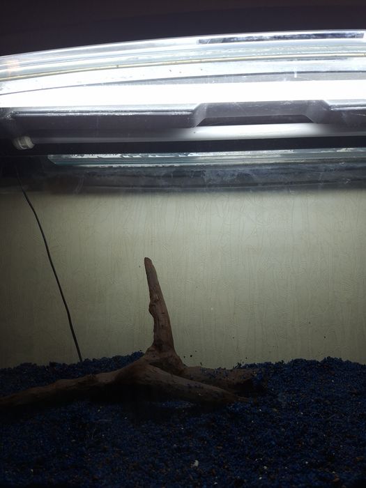 Овальний Акваріум