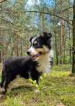 Border Collie piesek czarno biały tricolor badania