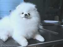 Pomeranian bialy mis boo przepiekny  FCI