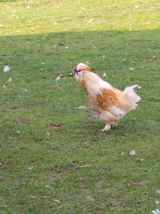 Koguty kolorowe ozdobne