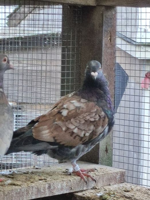 Gołębie pocztowe opal Fril