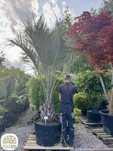 Butia capitata, Palma dżemowa, Bucja, pień 80-100, 100-120cm
