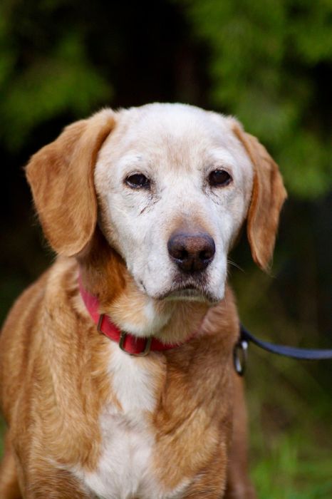 Tymek- stary pies, który nie ma czasu czekać...