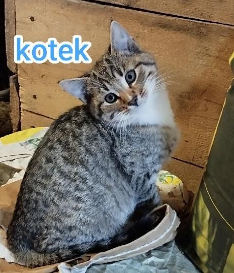 Koty kotki kot oddam w dobre ręce