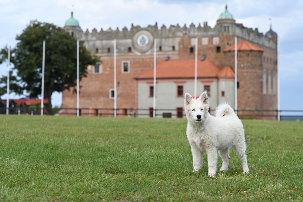 Łajka jakucka nie owczarek nie collie nie samojed