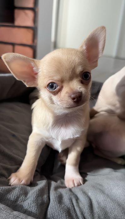 Chihuahua piesek