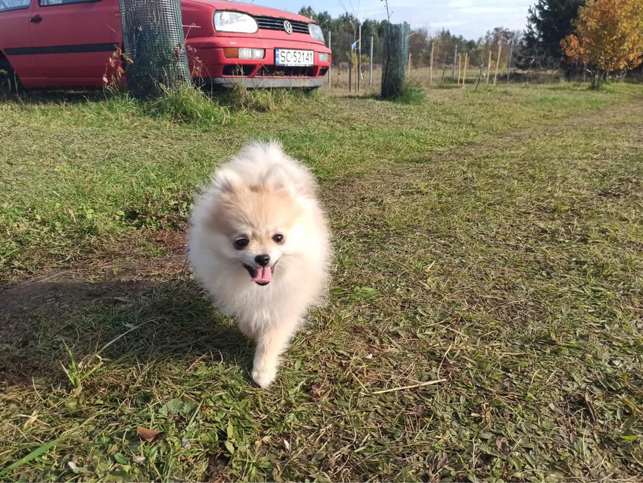 Carmen szpic pomeranian
