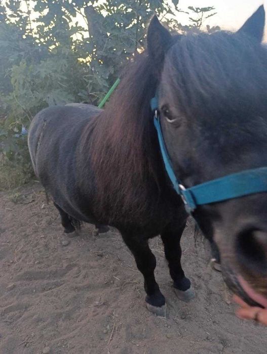 Vendo ponei livro azul