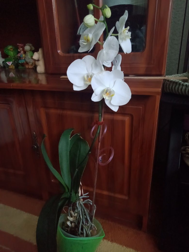 Орхидея белая очень красивая
