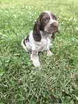 Cocker spaniel angielski samiec liver roan