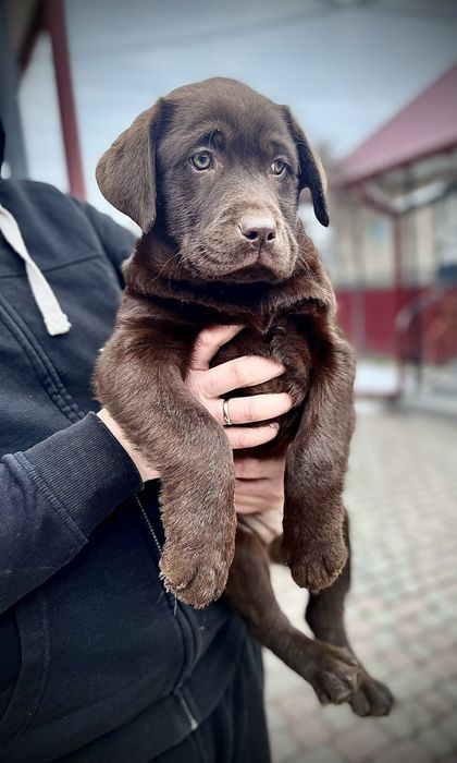 Найкращий хлопець