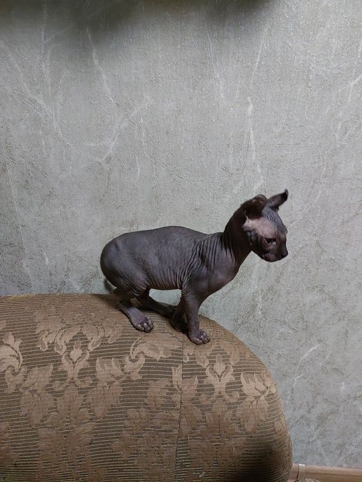 Чёрный мальчик ельф резиночка.Находится в Николаеве.