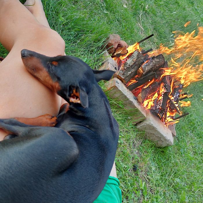 Вязка Цвенгерпінчер доберман