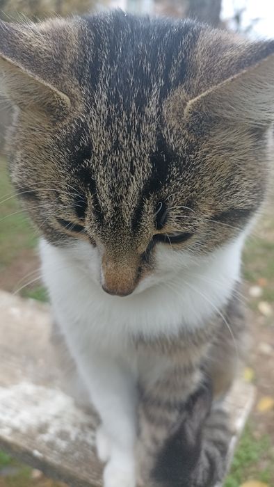 Ищу маму с папой)семью хороших добрых людей