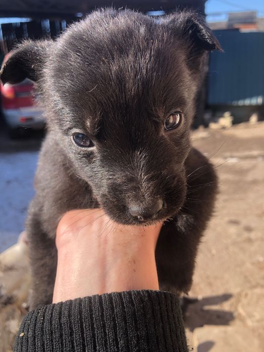 Цуцики шукають нову домівку