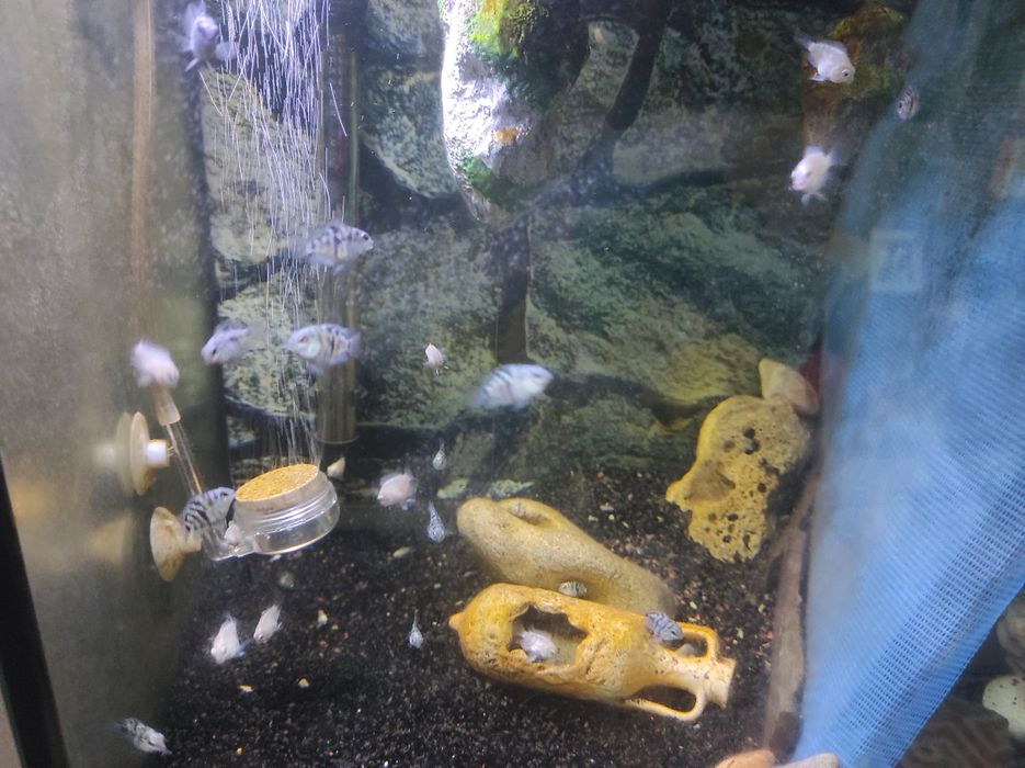 Crias de peixe papagaio blue saphira