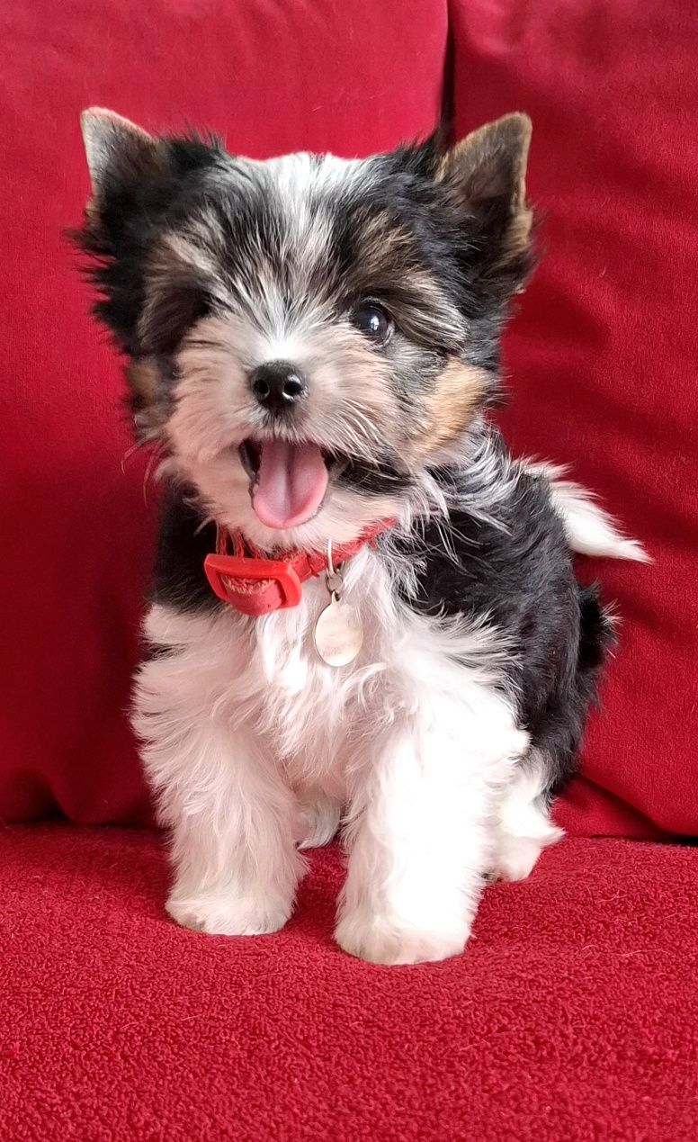 York Biewer Yorkshire Terrier  piesek rodowod pełny 4ro pokoleniowy