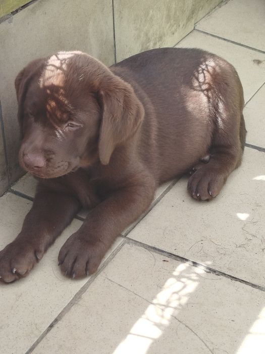 Szczeniak piesek labrador retriever rodowodowy FCI
