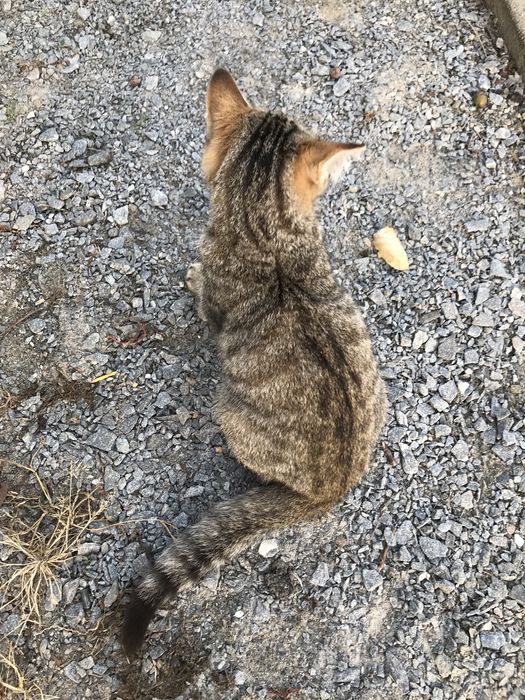 Котик 4 міс. хлопчик тигровий