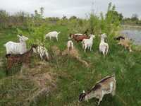 Продам кози доєні та малі