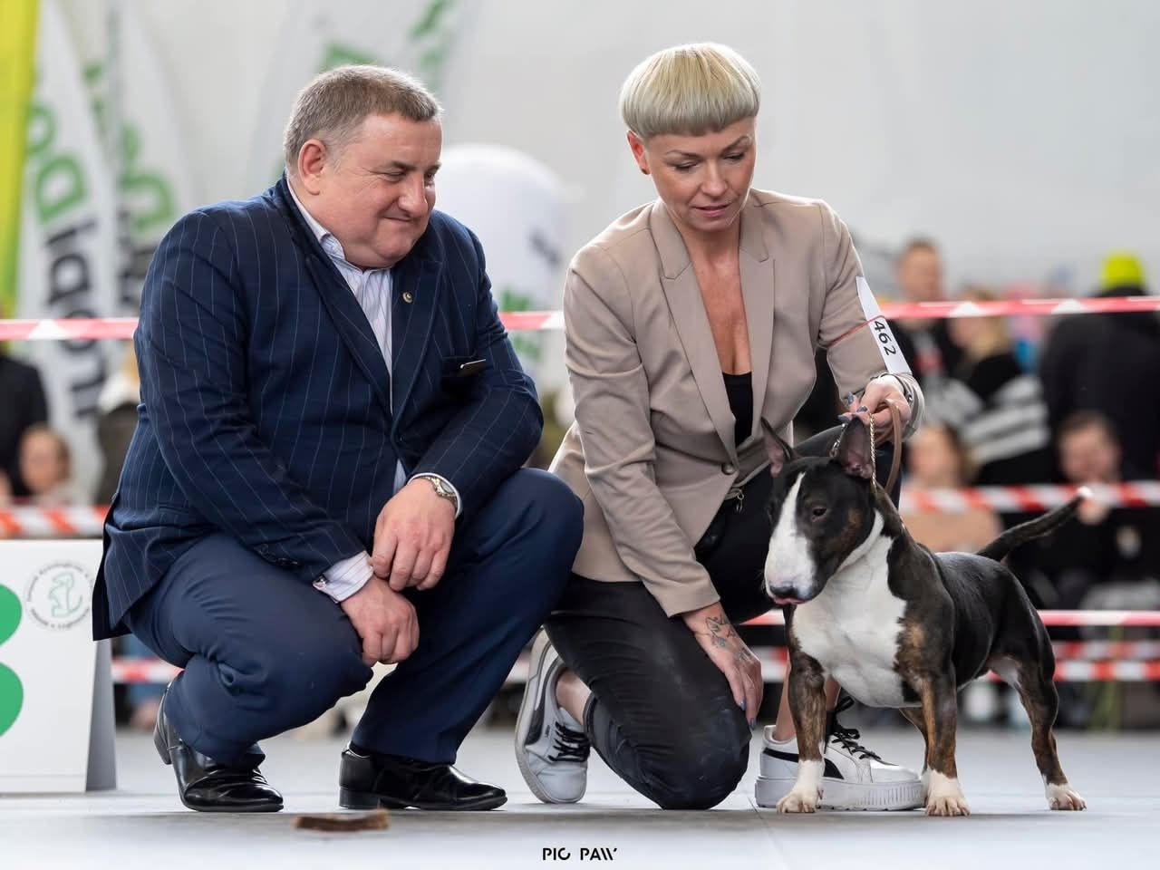 Zapowiedź miotu. Bulterier Miniaturowy, Miniature Bull Terrier