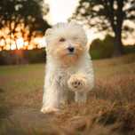 Maltipoo Maltidoodle pudel x maltanczyk cudowny piesiek na sprzedaż