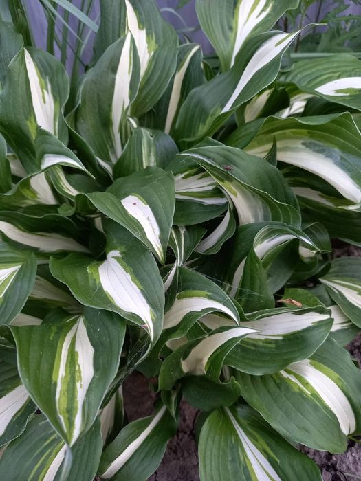 Продам хосту садову