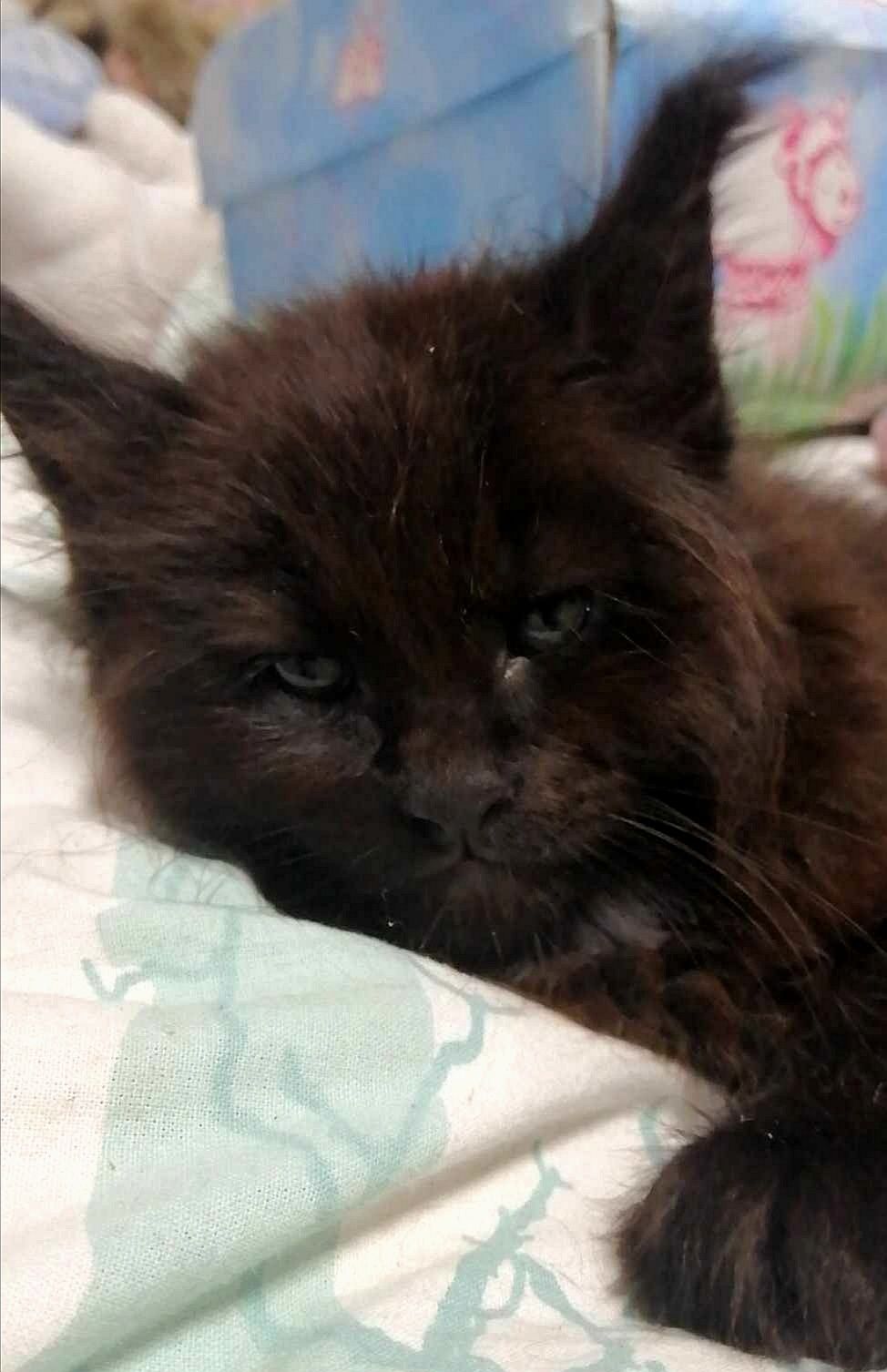 Кошечка, котенок Мейн Кун, Maine Coon, black